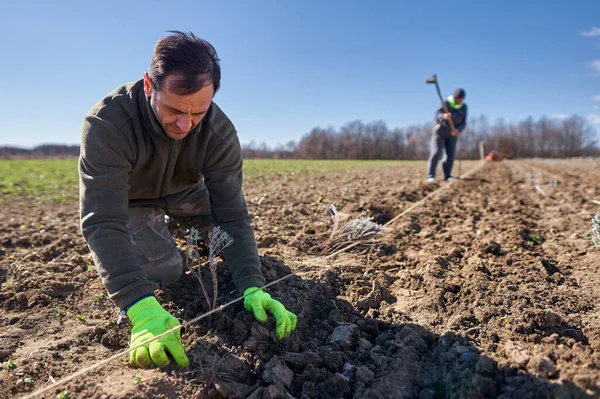 Homem Plantando Lavanda Sua Terra Primavera — Fotografia de Stock