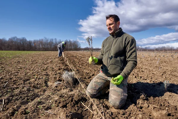 Man Planterar Lavendel Sin Mark Våren — Stockfoto