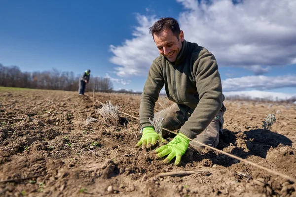 Homme Plantant Lavande Sur Terre Printemps — Photo