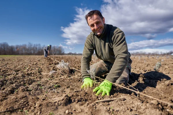 Człowiek Sadzący Lawendę Swojej Ziemi Wiosną — Zdjęcie stockowe