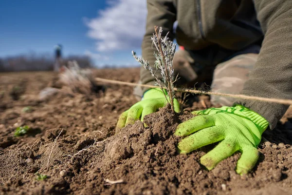 Homem Plantando Lavanda Sua Terra Primavera — Fotografia de Stock