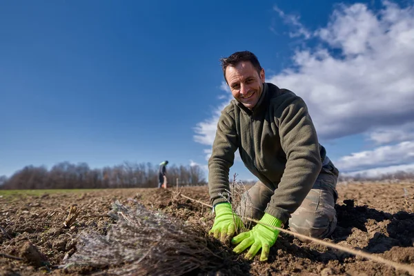 Homem Plantando Lavanda Sua Terra Primavera — Fotografia de Stock