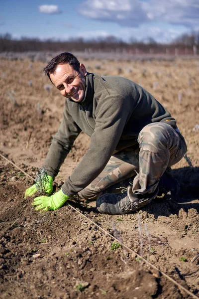 Hombre Plantando Lavanda Tierra Primavera —  Fotos de Stock