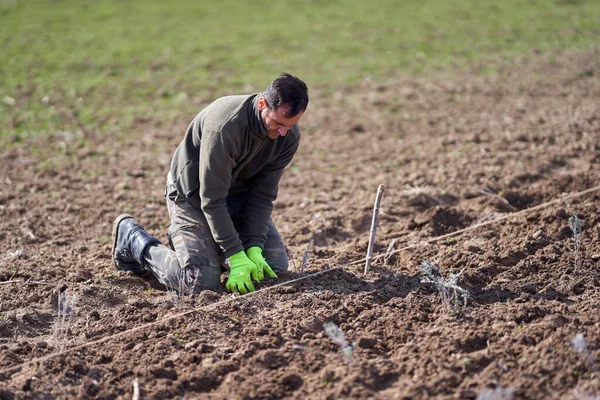 Homme Plantant Lavande Sur Terre Printemps — Photo