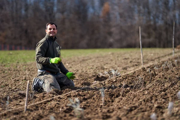 Homem Plantando Lavanda Sua Terra Primavera — Fotografia de Stock