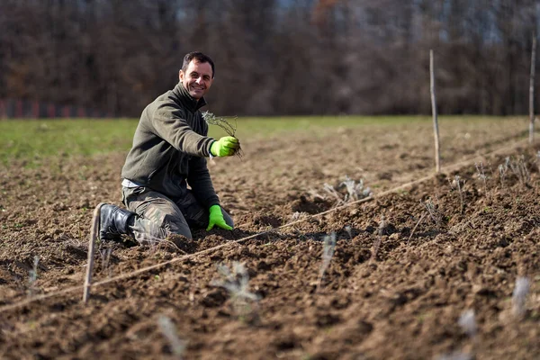 Homem Plantando Lavanda Sua Terra Primavera — Fotografia de Stock