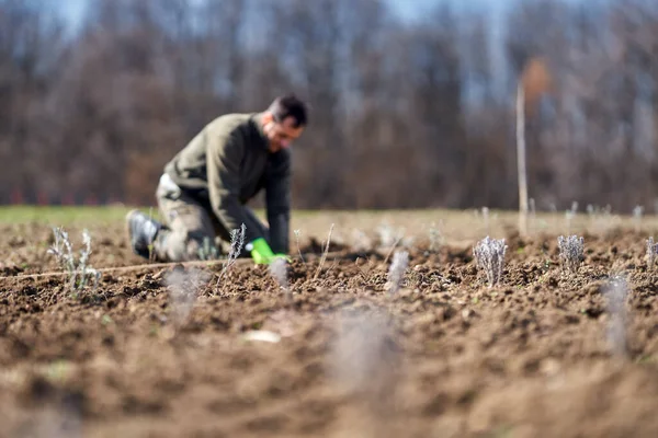 Man Planterar Lavendel Sin Mark Våren — Stockfoto