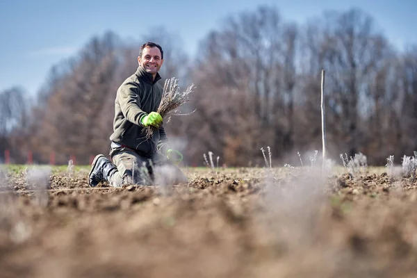 Mann Pflanzt Frühjahr Lavendel Auf Seinem Land — Stockfoto