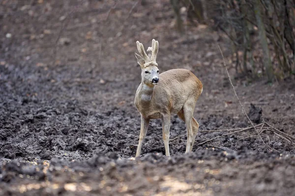 Roebuck Capreolus Capreolus Nella Foresta Inizio Primavera — Foto Stock