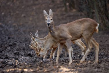 Gündüz vakti meşe ormanında bir grup Roe geyiği 
