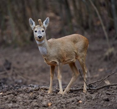 Roe geyiği meşe ormanında tek başına duruyor.