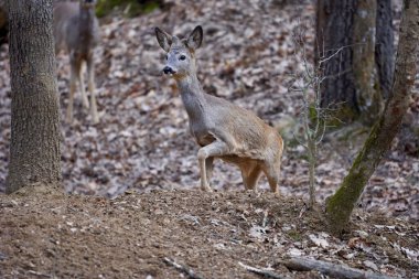 Roebuck, Capreolus Capreolus, ormanda, ilkbaharın başlarında