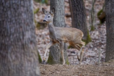 Roebuck, Capreolus Capreolus, ormanda, ilkbaharın başlarında