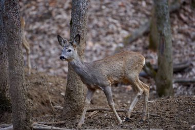 Roebuck, Capreolus Capreolus, ormanda, ilkbaharın başlarında