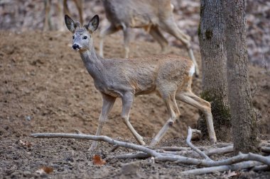 Güpegündüz meşe ormanında geyik sürüsü.