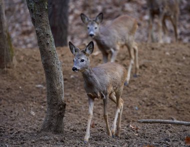 Meşe ormanında iki Roe geyiği grubu.