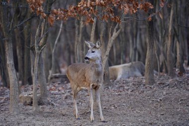 Roe geyiği meşe ormanında tek başına duruyor.
