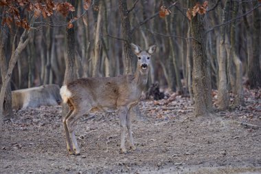 Roe geyiği meşe ormanında tek başına duruyor.
