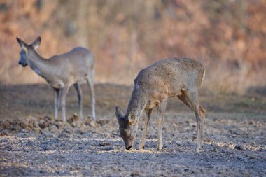 Güpegündüz meşe ormanında geyik sürüsü.