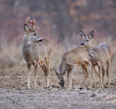 Baharda meşe ormanında bir grup genç yumurta geyiği. 