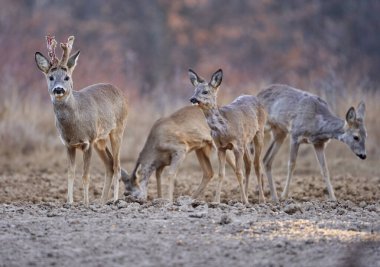 Baharda meşe ormanında bir grup genç yumurta geyiği. 