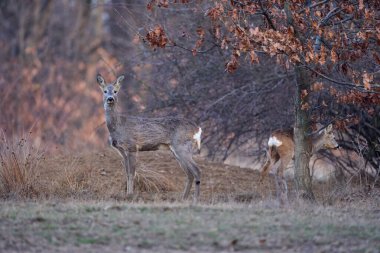 Meşe ormanında roe geyiği, bulanık doğa geçmişi 