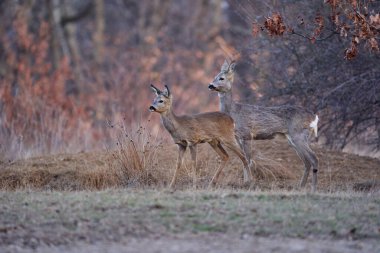 Meşe ormanında roe geyiği, bulanık doğa geçmişi 