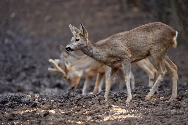 Cute Roe Jelenie Grupa Wiosennym Lesie — Zdjęcie stockowe