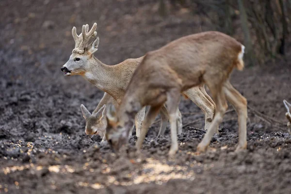 Cute roe deer group in spring forest