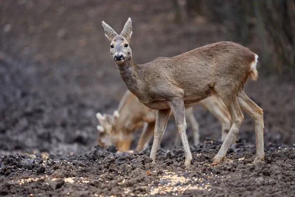 Carino Gruppo Caprioli Nella Foresta Primaverile — Foto Stock