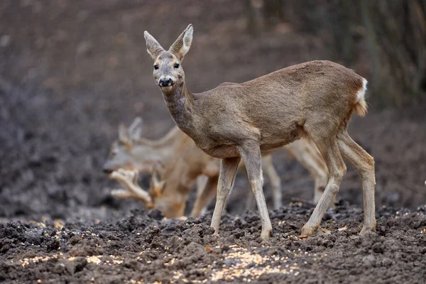 Cute Roe Jelenie Grupa Wiosennym Lesie — Zdjęcie stockowe