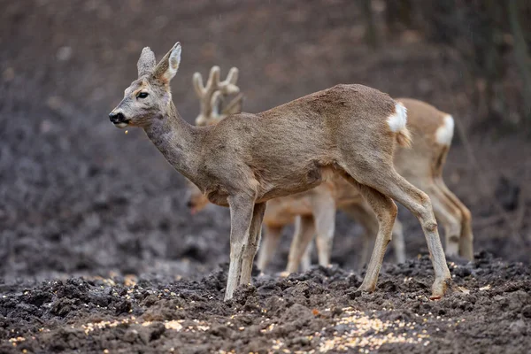 Leuke Reeën Herten Groep Het Voorjaar Bos — Stockfoto