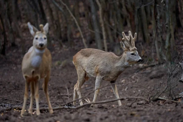 Grupo Ciervos Dos Huevas Bosque Robles — Foto de Stock