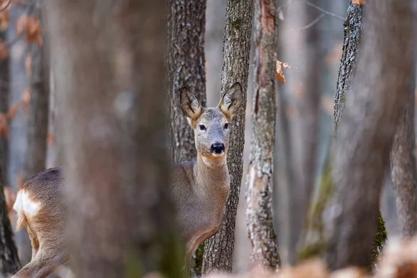 オークの森の中の鹿の雌 — ストック写真