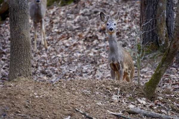 Roebuck Capreolus Capreolus Bosque Principios Primavera —  Fotos de Stock