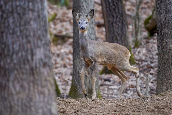 Roebuck Capreolus Capreolus Forest Early Spring Time — Stock Photo, Image