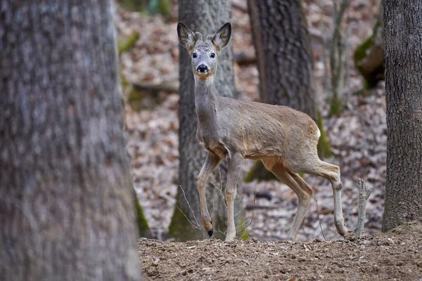 Roebuck Capreolus Capreolus Skogen Tidig Vår — Stockfoto