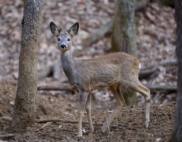 Roebuck Capreolus Capreolus Het Bos Vroege Lente — Stockfoto