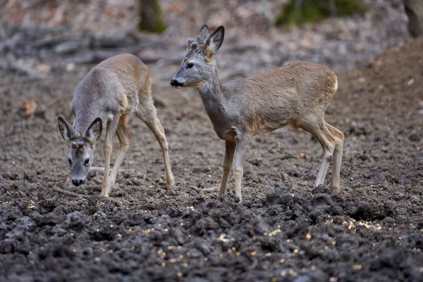 Grupo Ciervos Ciervos Divertidos Bosque Robles Durante Día — Foto de Stock