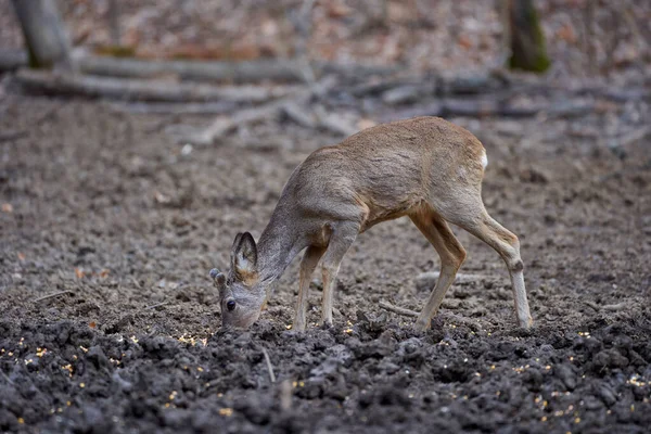 Roebuck Capreolus Capreolus Στο Δάσος Στις Αρχές Της Άνοιξης — Φωτογραφία Αρχείου