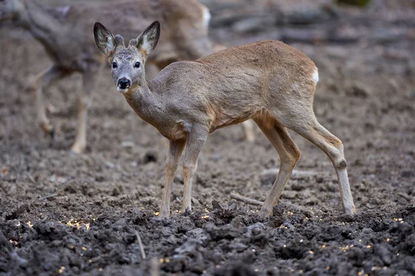 Gruppo Simpatici Cervi Doe Nella Foresta Querce Durante Giorno — Foto Stock