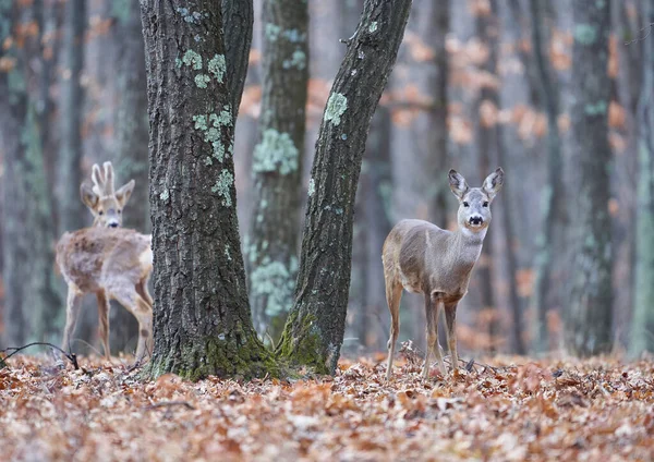 Groupe Cerfs Biches Drôles Dans Forêt Chênes Jour — Photo