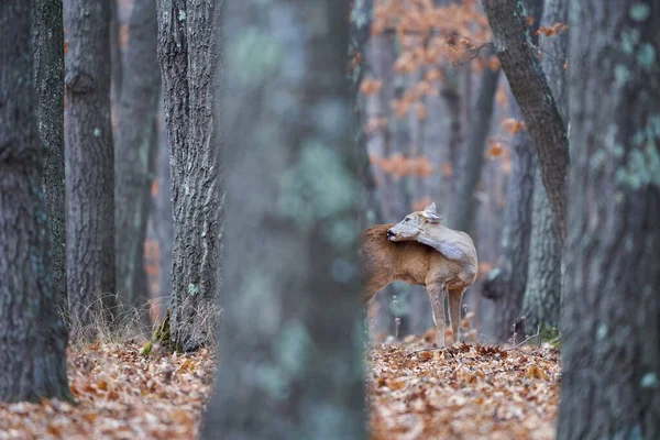 昼間のオークの森の面白い鹿のグループ — ストック写真