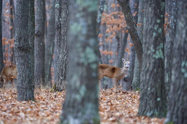 Grupo Cervos Corça Engraçada Floresta Carvalho Durante Dia — Fotografia de Stock