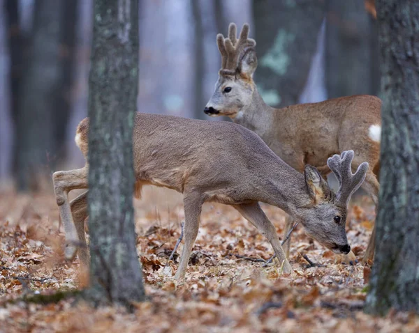 Grupo Cervos Corça Engraçada Floresta Carvalho Durante Dia — Fotografia de Stock