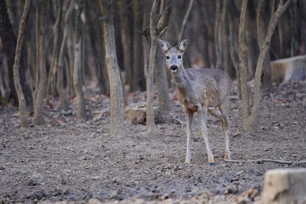 Roe Deer Standing Alone Oak Forest — Stock Photo, Image