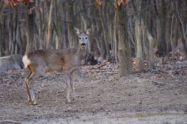 一人でオークの森に立つ鹿 — ストック写真