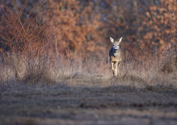 オークの森の中の鹿の雌 — ストック写真
