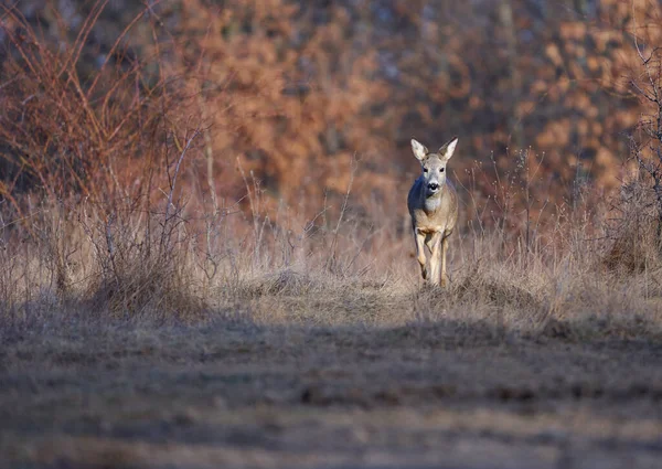 Chevreuil Femelle Dans Forêt Chênes — Photo