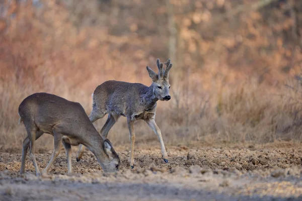 Grupo Cervos Corça Engraçada Floresta Carvalho Durante Dia — Fotografia de Stock